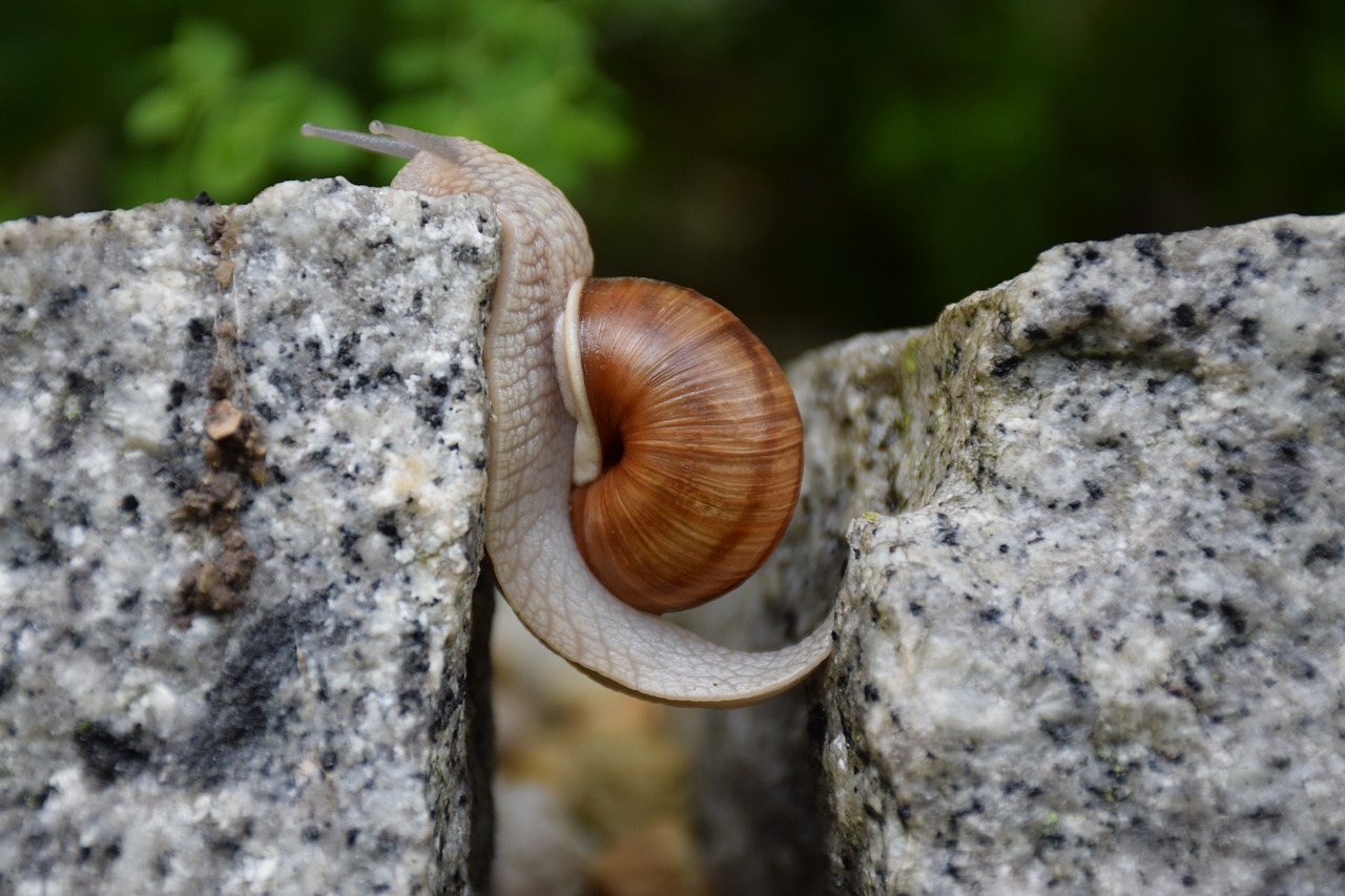The Role of Field Studies in Effective Conservation Planning